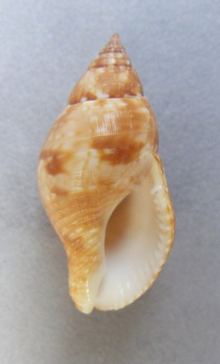 Pisania tritonoides