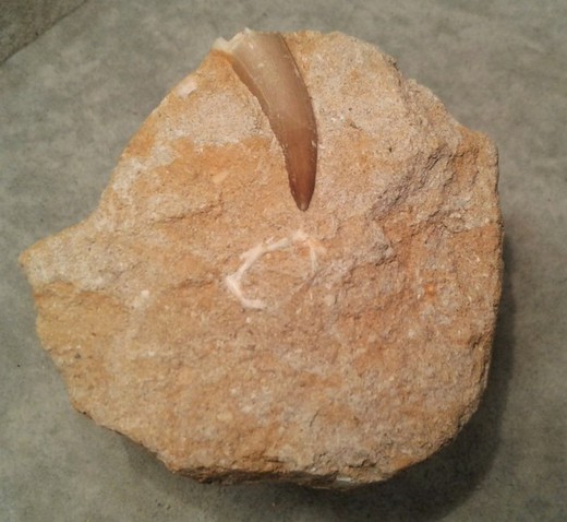 Plesiosaurus mauritanicus  (diente en matriz)