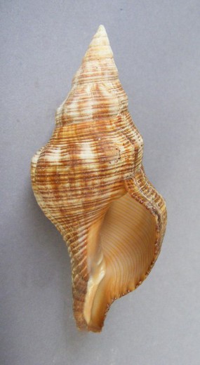 Pleuroploca filamentosa