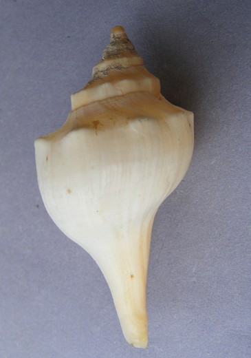 Pleuroploca granosa