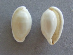 Procalpurnus lacteus