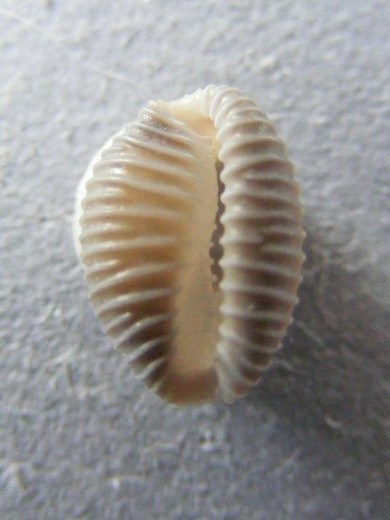 Pusula pediculus