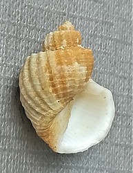 Scalptia contabulata SOWERBY, 1833