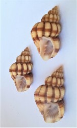 Scalptia mercadoi, OLD 1968