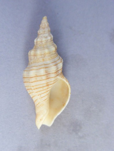 Siphonalia spadicea