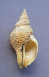 Siphonalia spadicea fuscolineata