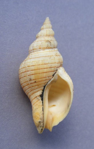 Siphonalia spadicea fuscolineata