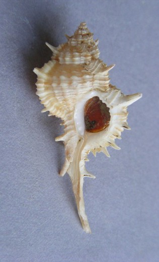 Siratus articulatus