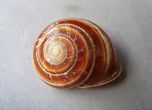 Sphaerospira zebrina