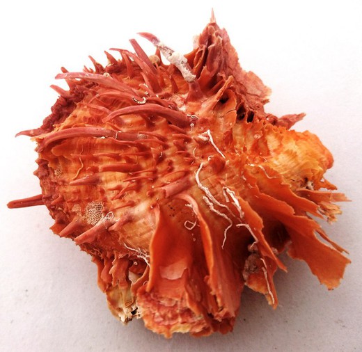 Spondylus americanus.