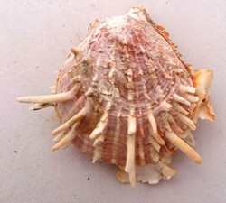 Spondylus variegatus