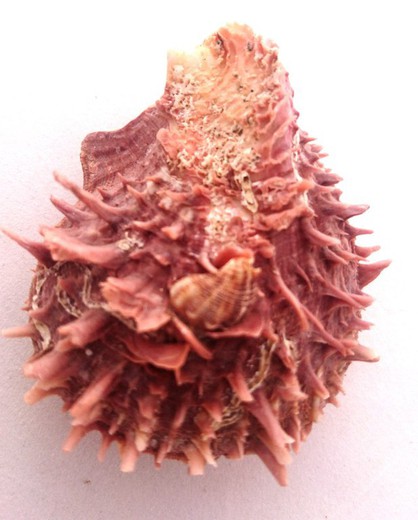 Spondylus variegatus >70 mm.