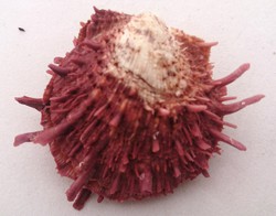 Spondylus variegatus f. barbatus