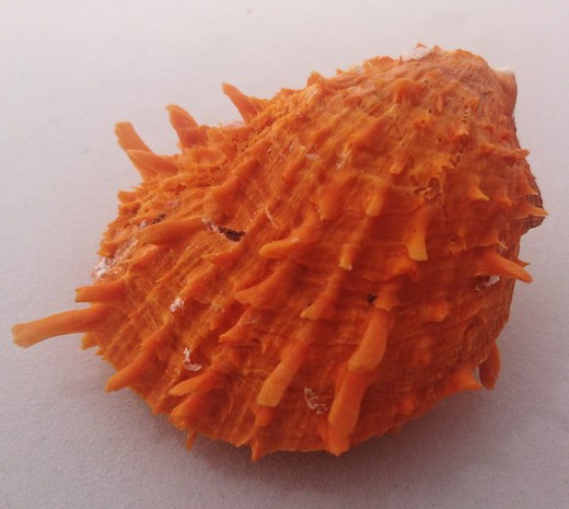 Spondylus versicolor f. naranja