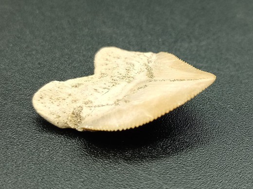 Squalicorax pristodontus - (Diente fósil de Tiburón)