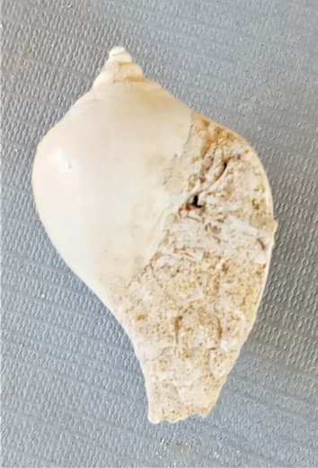 Sycostoma bulbus  (Gasterópodo)