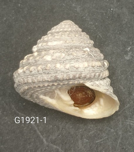 Tegula quadricostata