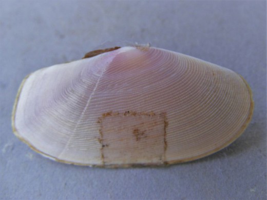 Tellina albinella