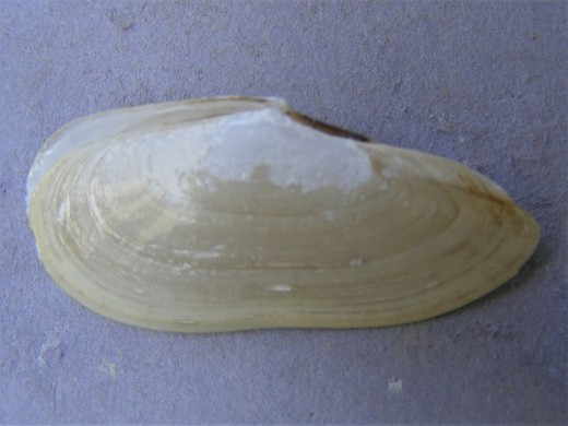 Tellina petitiana