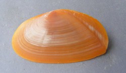 Tellina Phylloda foliacea