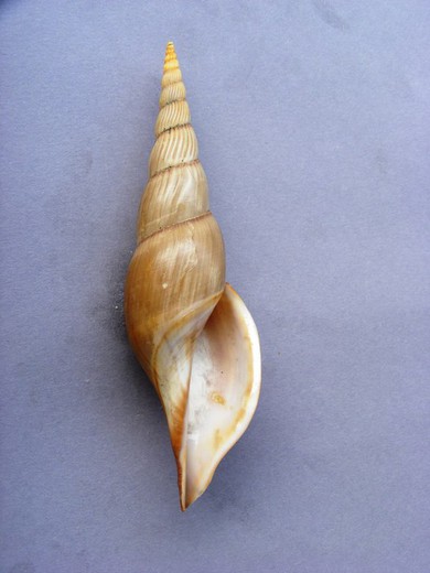 Teramachia johnsoni