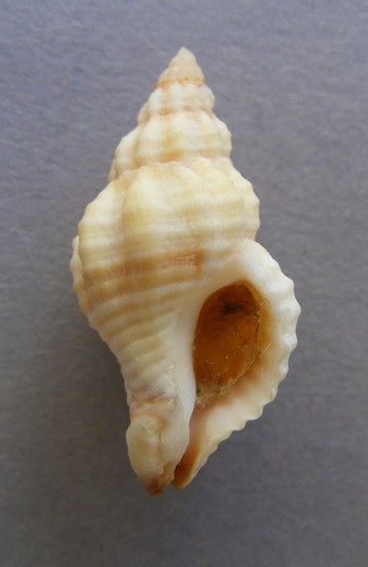 Urosalpinx cinerea