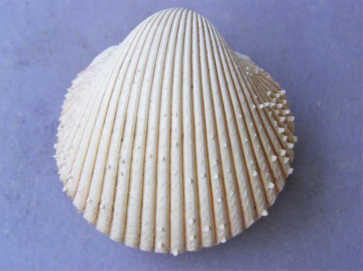 Vepricardium multispinosum