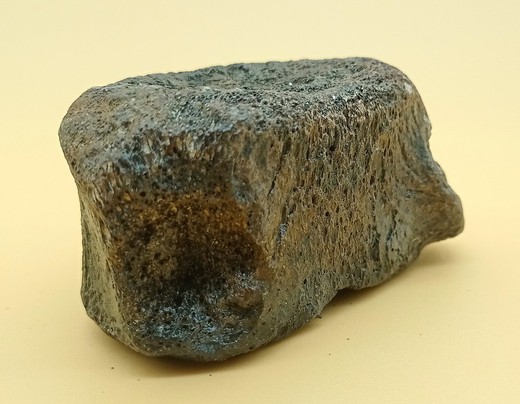 Vértebra de Cetáceo - ejemplar individual