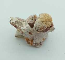 Vertebra de serpiente de mar - Paleophis sp.