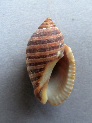 Vexilla vexillum