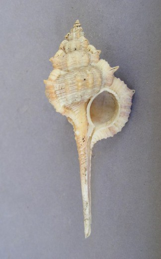 Vokesimurex rectirostris