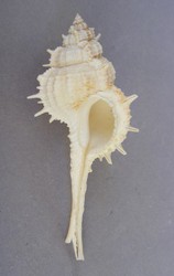 Volkesimurex mindanaoensis