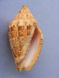 Voluta polypleura