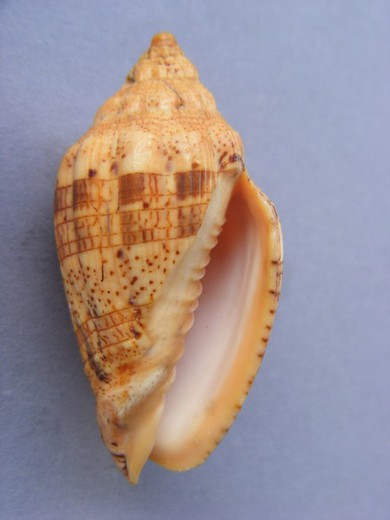 Voluta polypleura