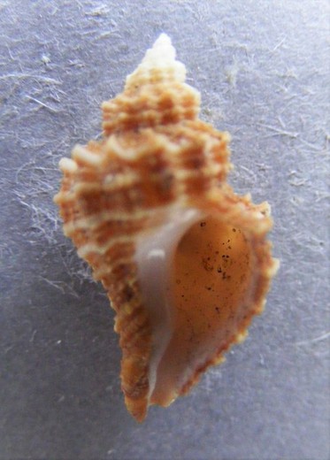 Xanthocorus buxeus