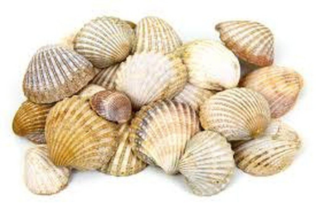 Conchas