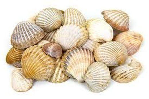 Conchas