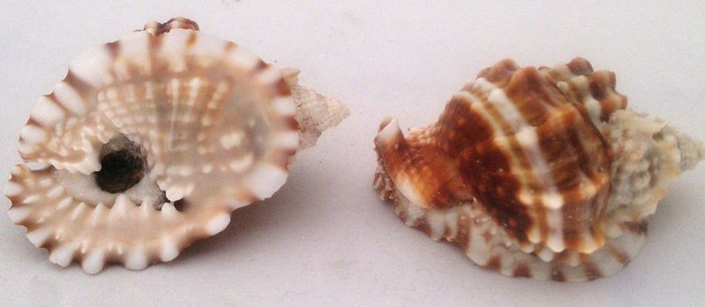 F. Personidae — litosphera