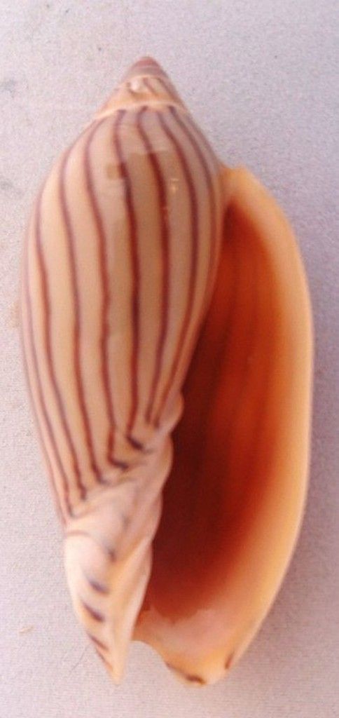 F. Volutidae — litosphera