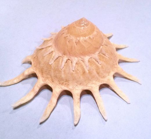 Gasterópodos marinos general A-Z