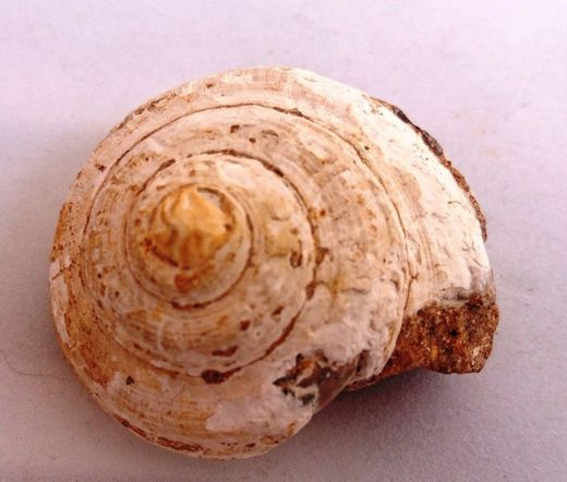 Gasterópodos y Pelecípodos (Bivalvos)