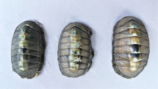 Polyplacophora  (Poliplacóforos)