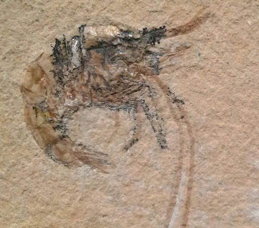 Trilobites, Crustáceos, Artrópodos