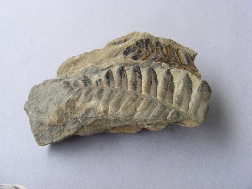 Vegetales y otros fósiles