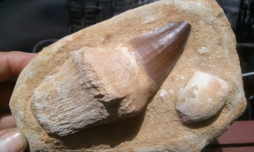 Vertebrados  fósiles