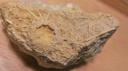 Acrosalenia hemicidaroides (con crinoideo)