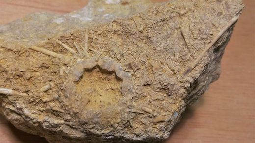 Acrosalenia hemicidaroides (con crinoideo)