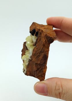 Adamina - Ex colección Folch