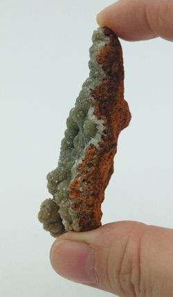 Adamina