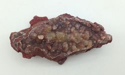 Adamina